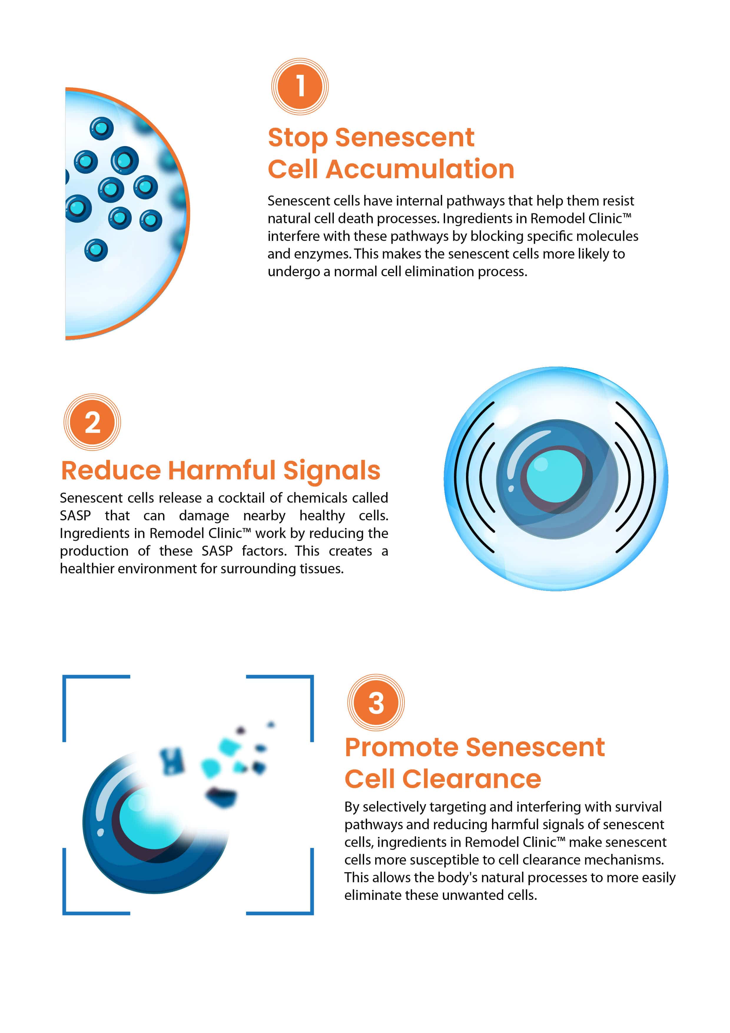 Vitamins & Supplements REMODEL CLINIC - Connective Tissue Remodeling Support SaltWrap